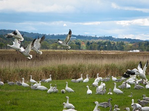 Snow Geese  U.S. Fish & Wildlife Service