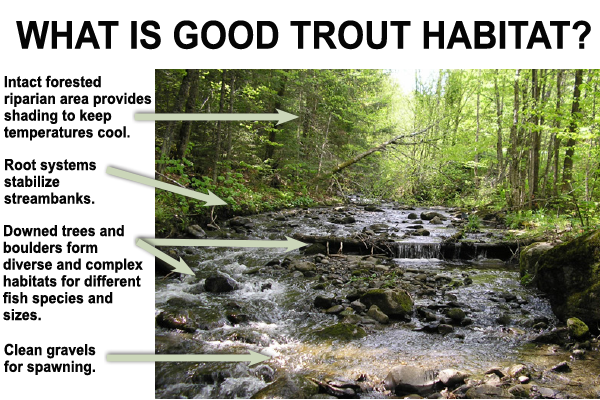 example of good trout habitat