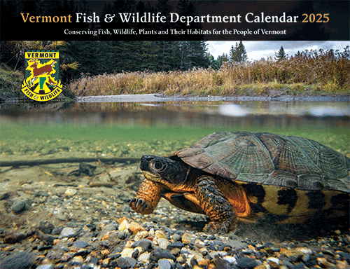 2025 Fish and Wildlife Calendar Cover image featuring wood turtle underwater.