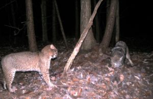 Bobcat vs coyote