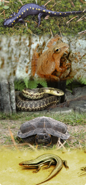 herps and reptiles