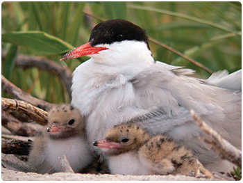 nesting common tern with chicks