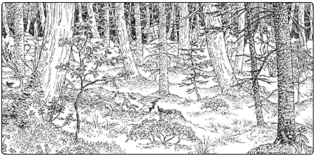 illustration of a boreal cedar-sphagnum basin swamp
