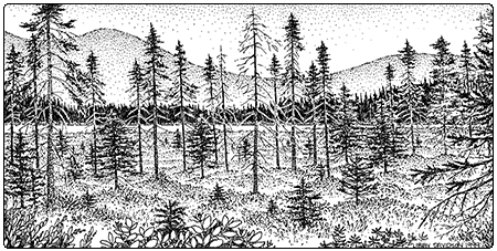 illustration of black spruce woodland bog