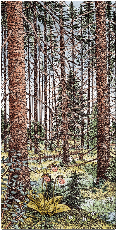 illustration of black spruce swamp
