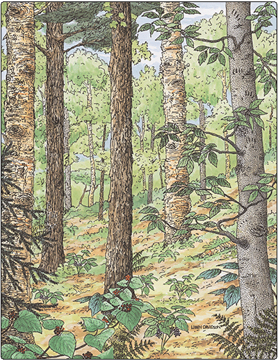 illustration of northern hardwood forest