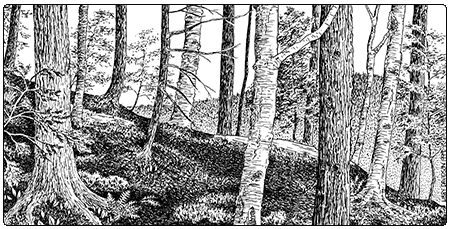 illustration of hemlock northern hardwood forest