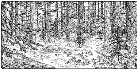 illustration of lowland spruce-fir forest