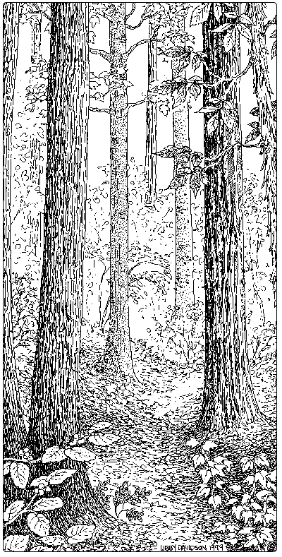 illustration of mesic-maple-ash-hickory-oak-forest