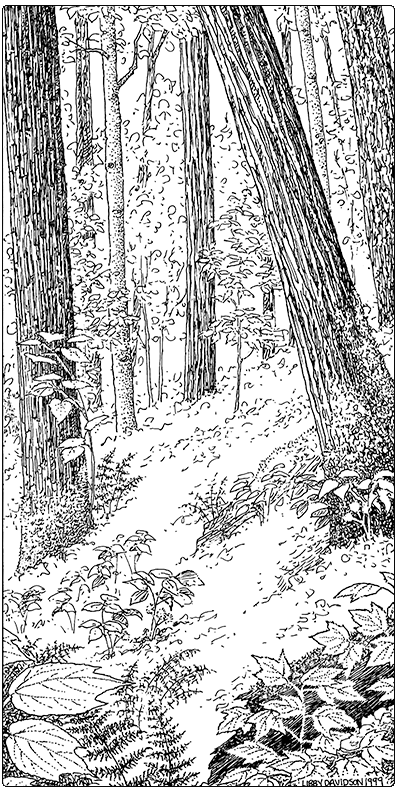 illustration of Red Oak Hardwood Forest