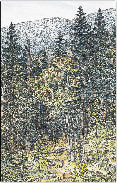 illustration of montane spruce fir forest