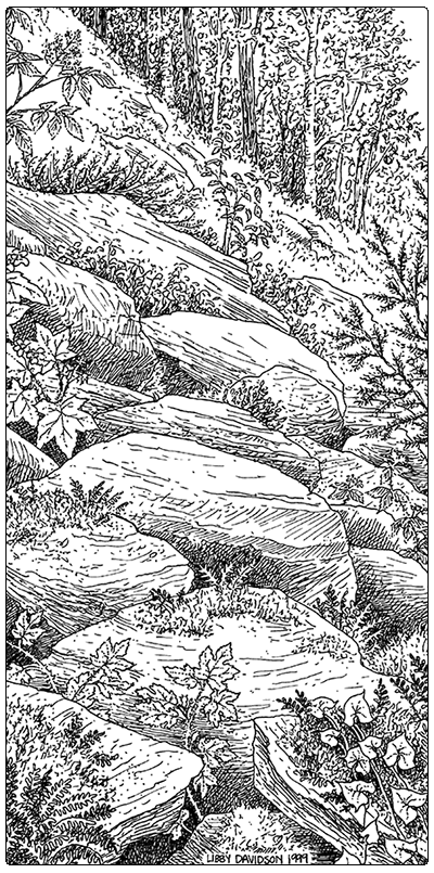 illustration of Northern Hardwood Talus Woodland