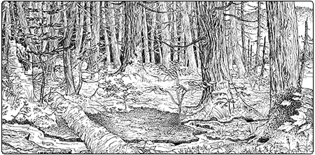 illustration of northern white cedar seepage forest