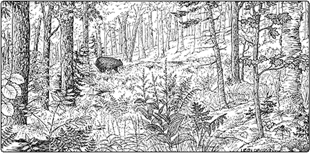 illustration of northern hardwood seepage forest