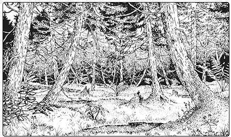 illustration of northern white cedar swamp