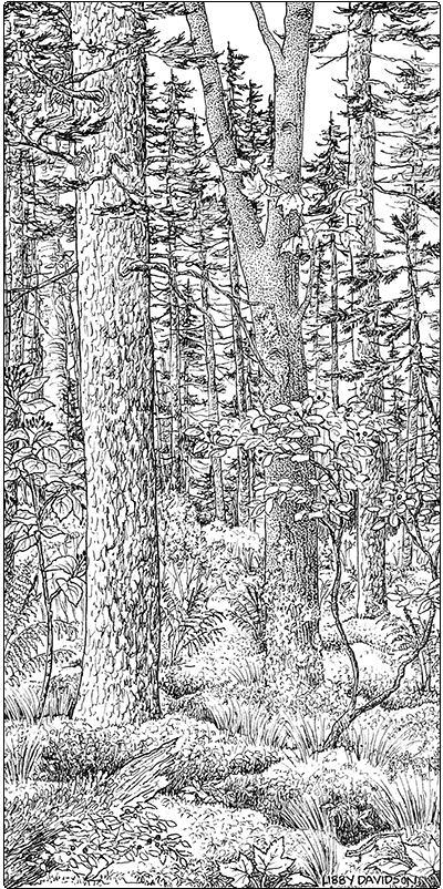 illustration of red spruce - cinnamon fern swamp