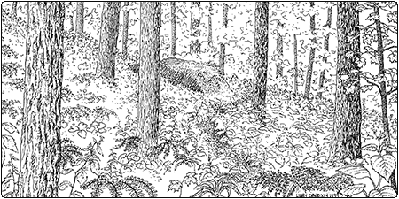 illustration of rich hardwood forest