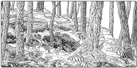 illustration of dry oak-maple limestone forest