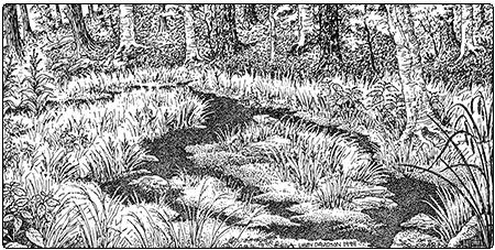illustration of a woodland seep