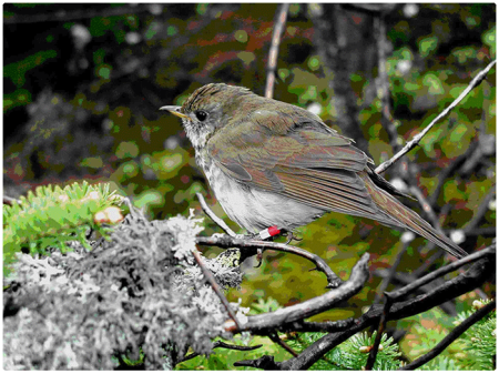 Bicknell's thrush