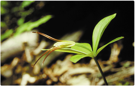large whorled pogonia