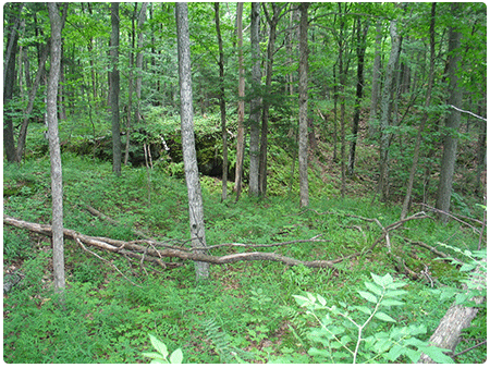 mesic maple ash hickory oak forest