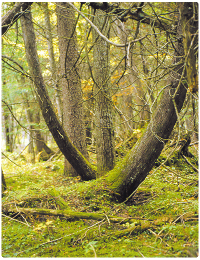 northern white cedar swamp