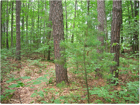 dry pine oak heath sandplain forest