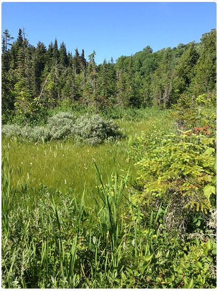 rich fen