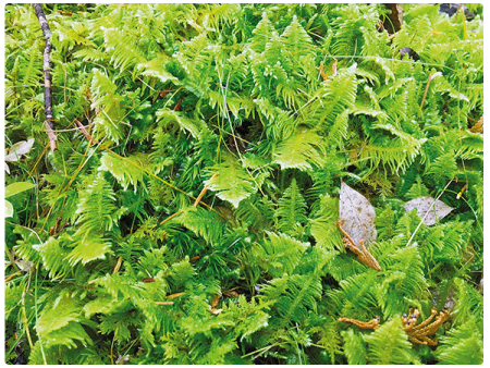 close up of knight's plume moss