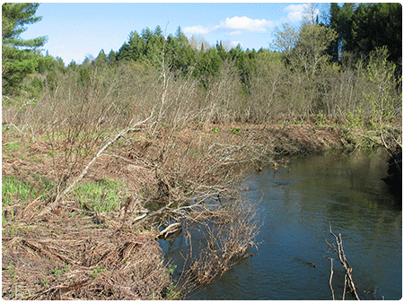 alluvial shrub swamp in Calais, VT