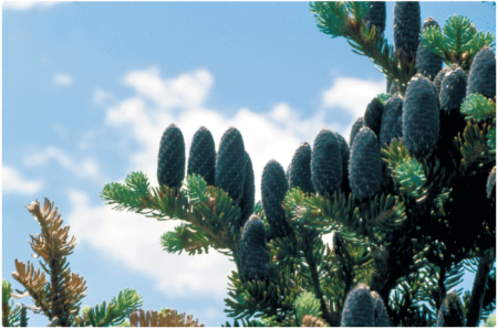 close-up of balsam fir 
