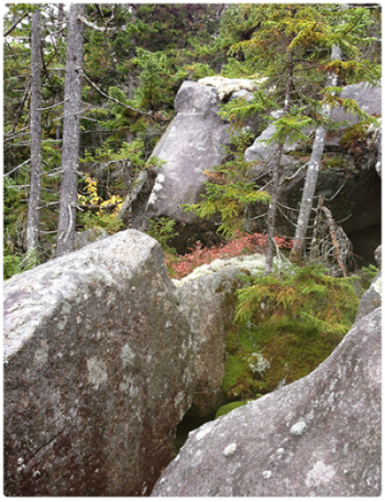 example of cold air talus - large boulders and trees