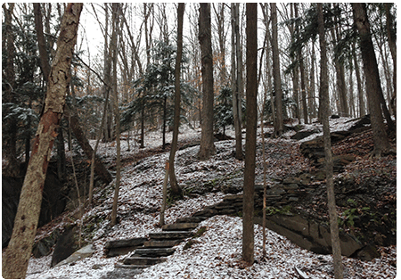 hemlock northern hardwood forest