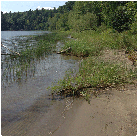 lakeshore grassland at Niquette Bay State Park