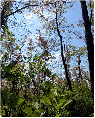 maple green ash swamp