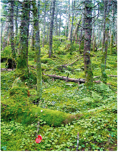 spruce-fir forest showing lots of sphagnum moss 