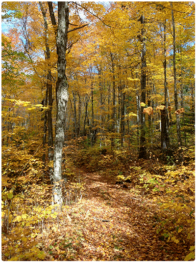 example of northern hardwood forest