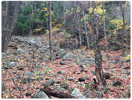 northern hardwood talus woodlot