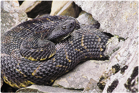 timber rattlesnake