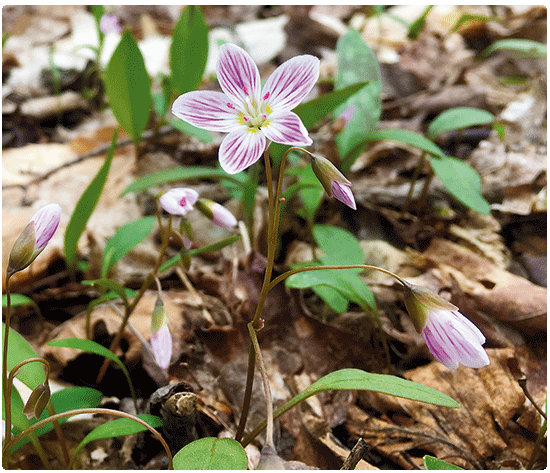 close up of spring beauty