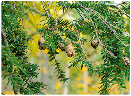 close-up of hemlock branches and cones