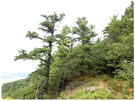 pitch pine oak heath rocky summit
