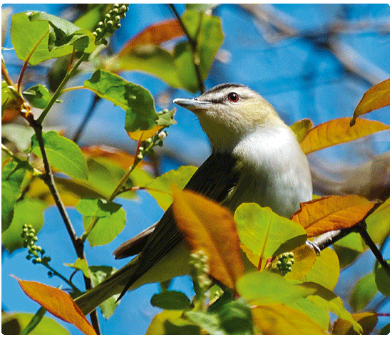 red-eyed vireo