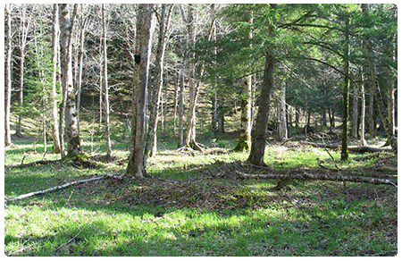 red maple-black ash seepage swamp