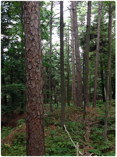 Red pine forest
