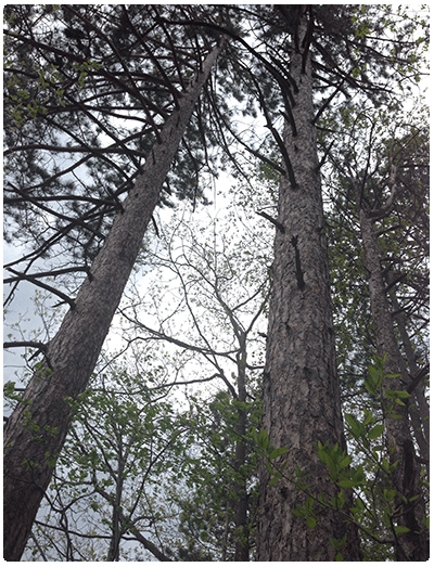Red Pine forest