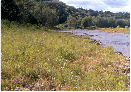 rivershore grassland community