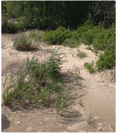 sand dune with vegetation