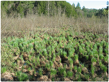sedge meadow